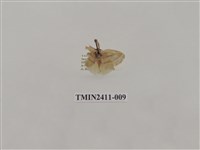 藏品(灰雙線刺蛾)的圖片